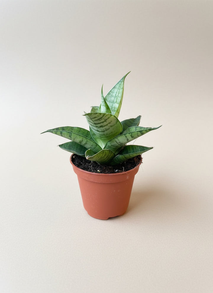 Snake Plant