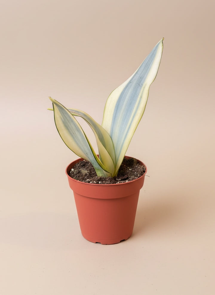 Snake Plant
