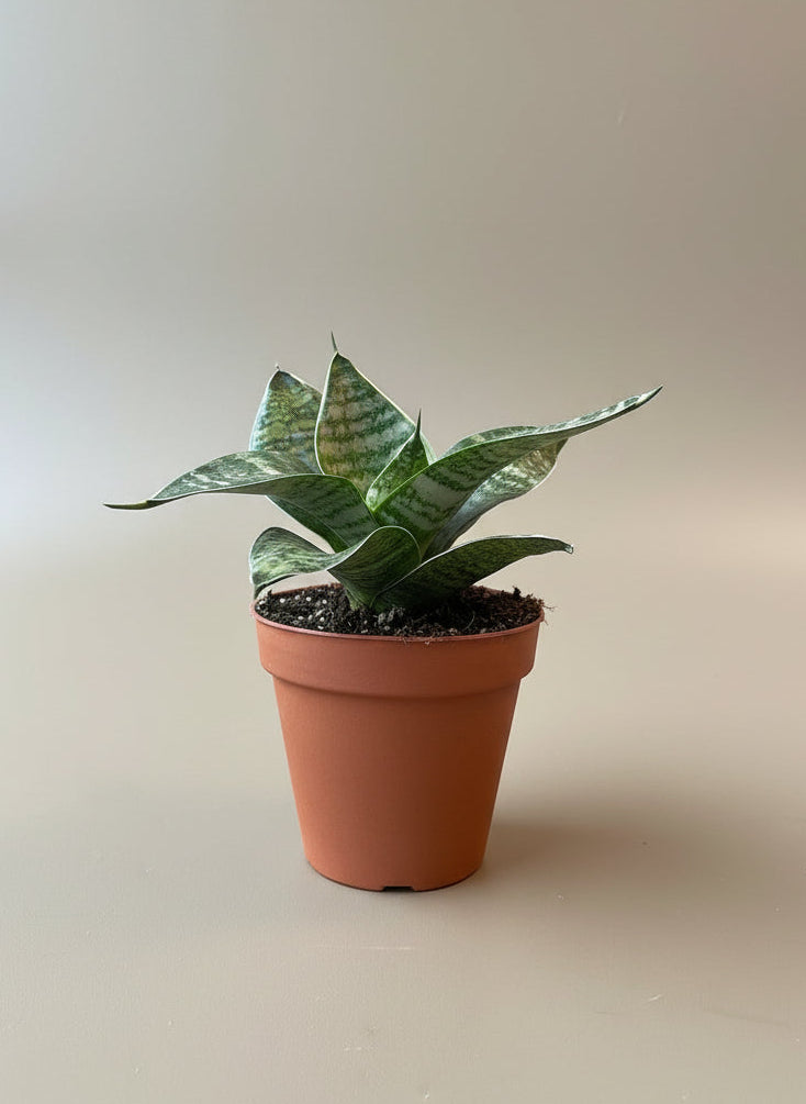 Snake Plant