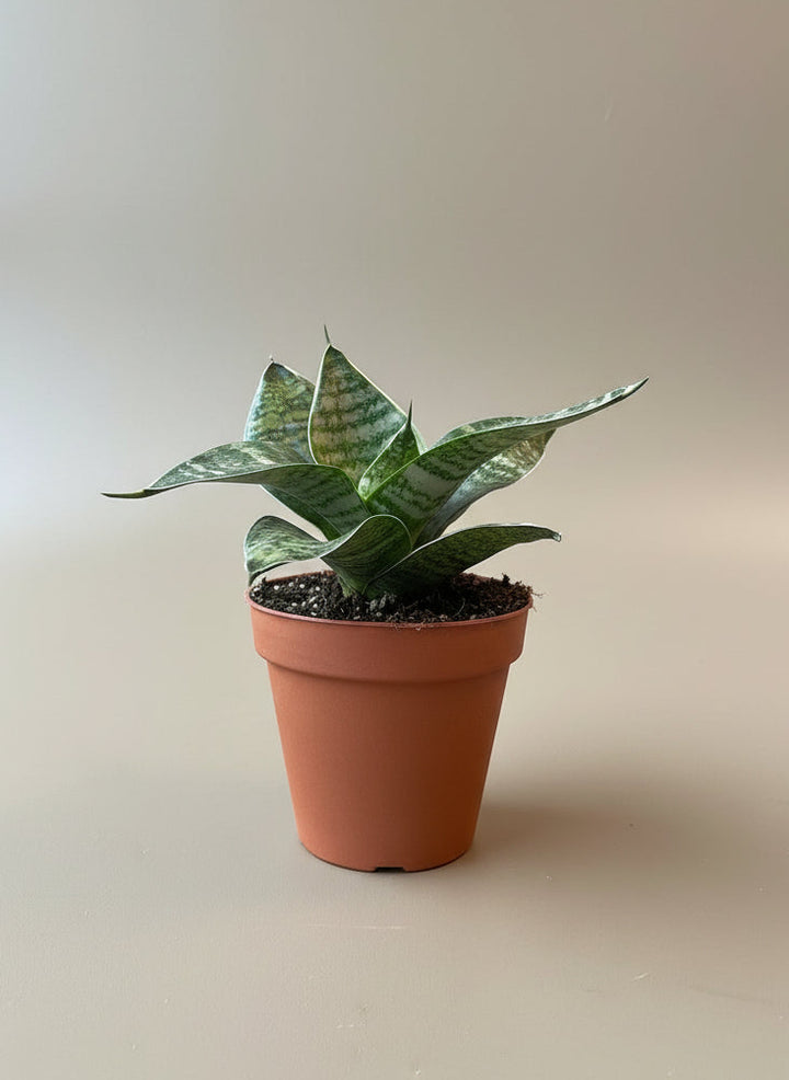 Snake Plant