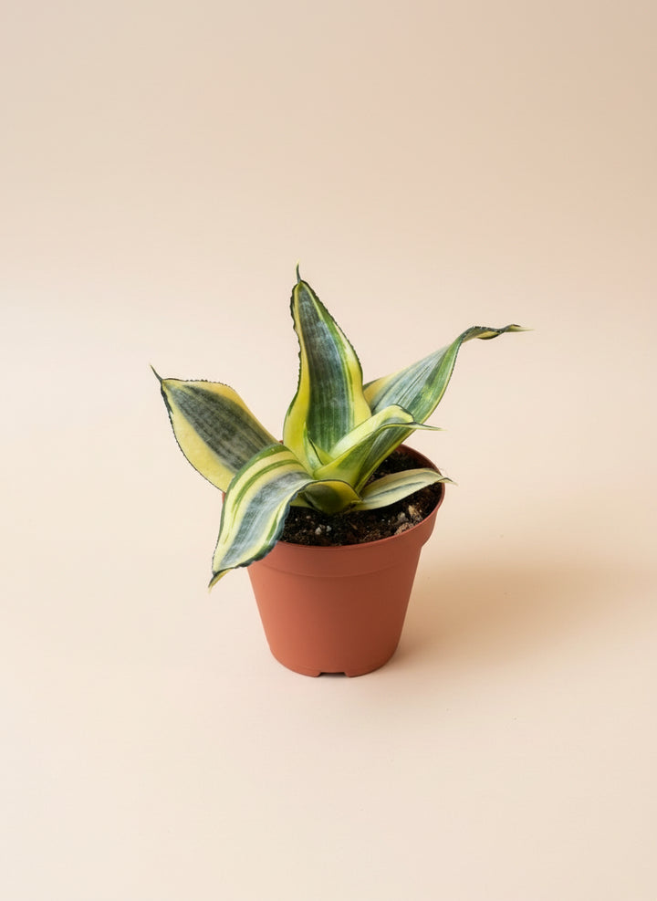 Snake Plant