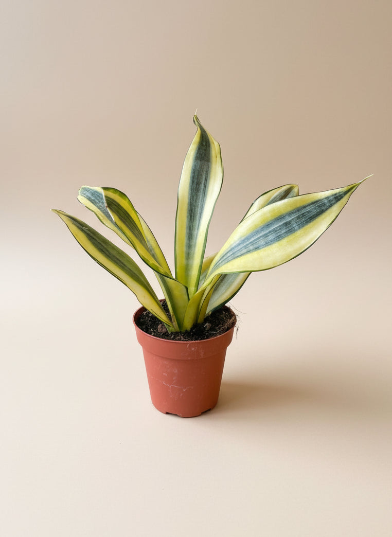 Snake Plant