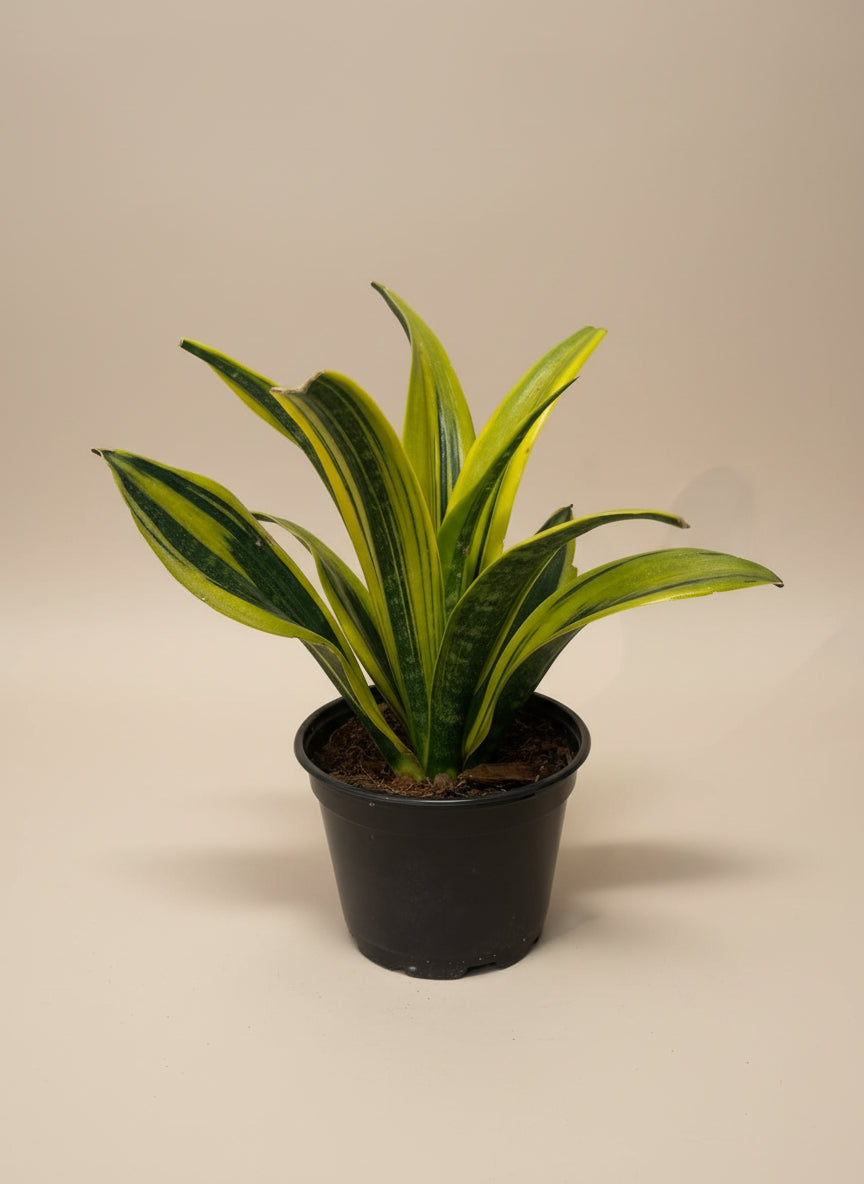 Snake Plant