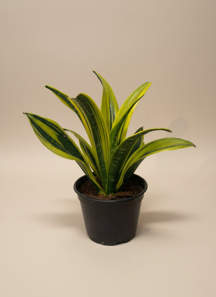 Snake Plant