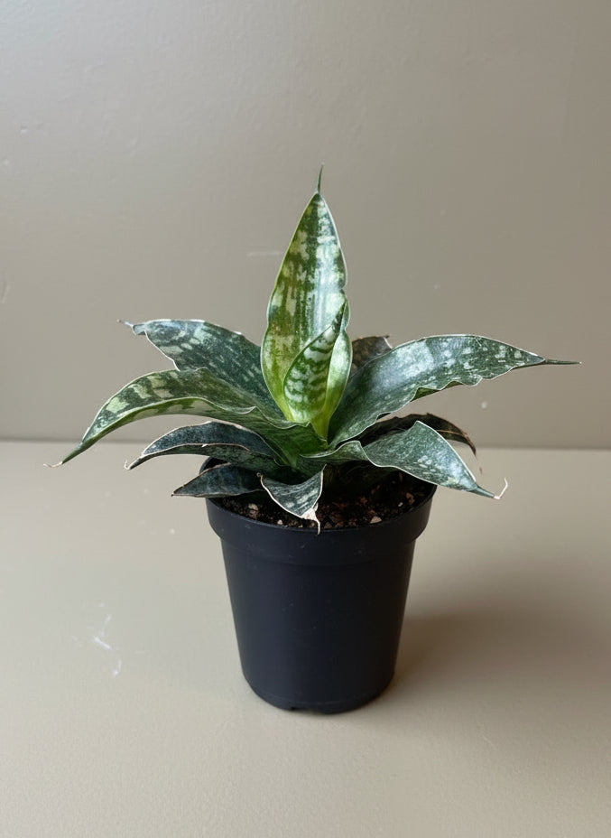 Snake Plant