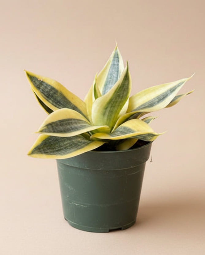 Snake Plant