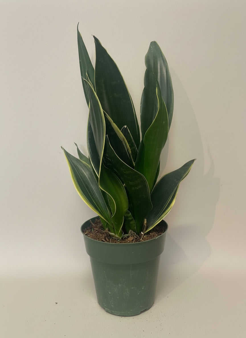 Snake Plant