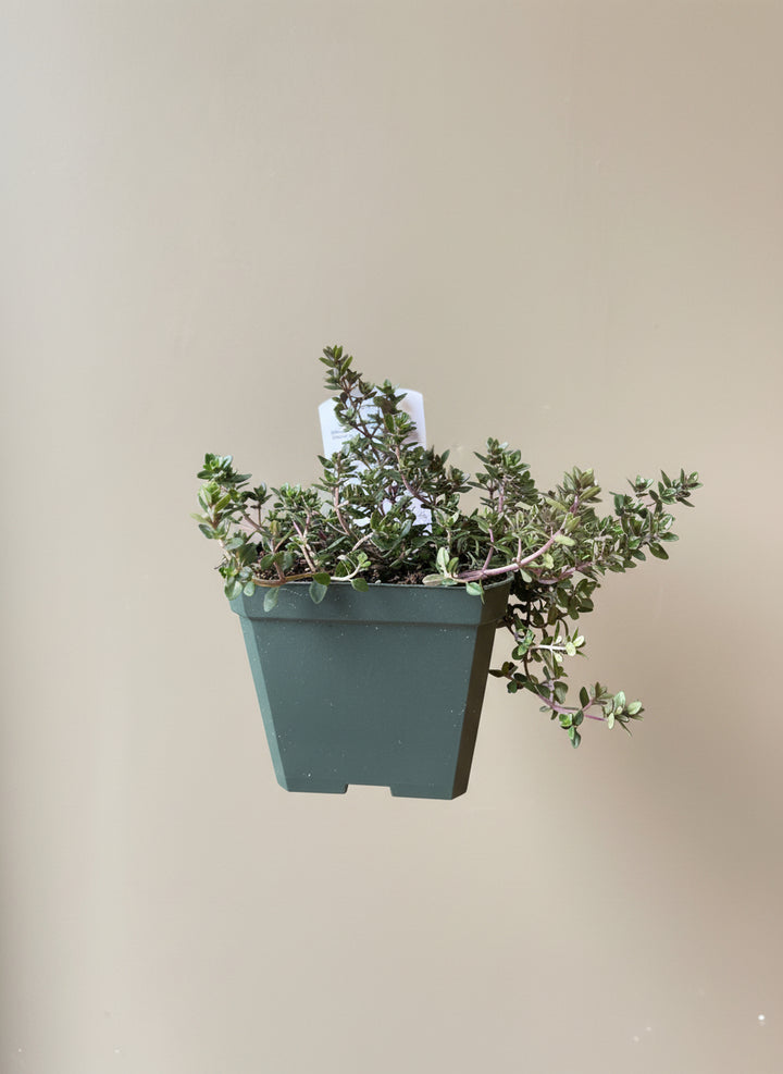 Herbs