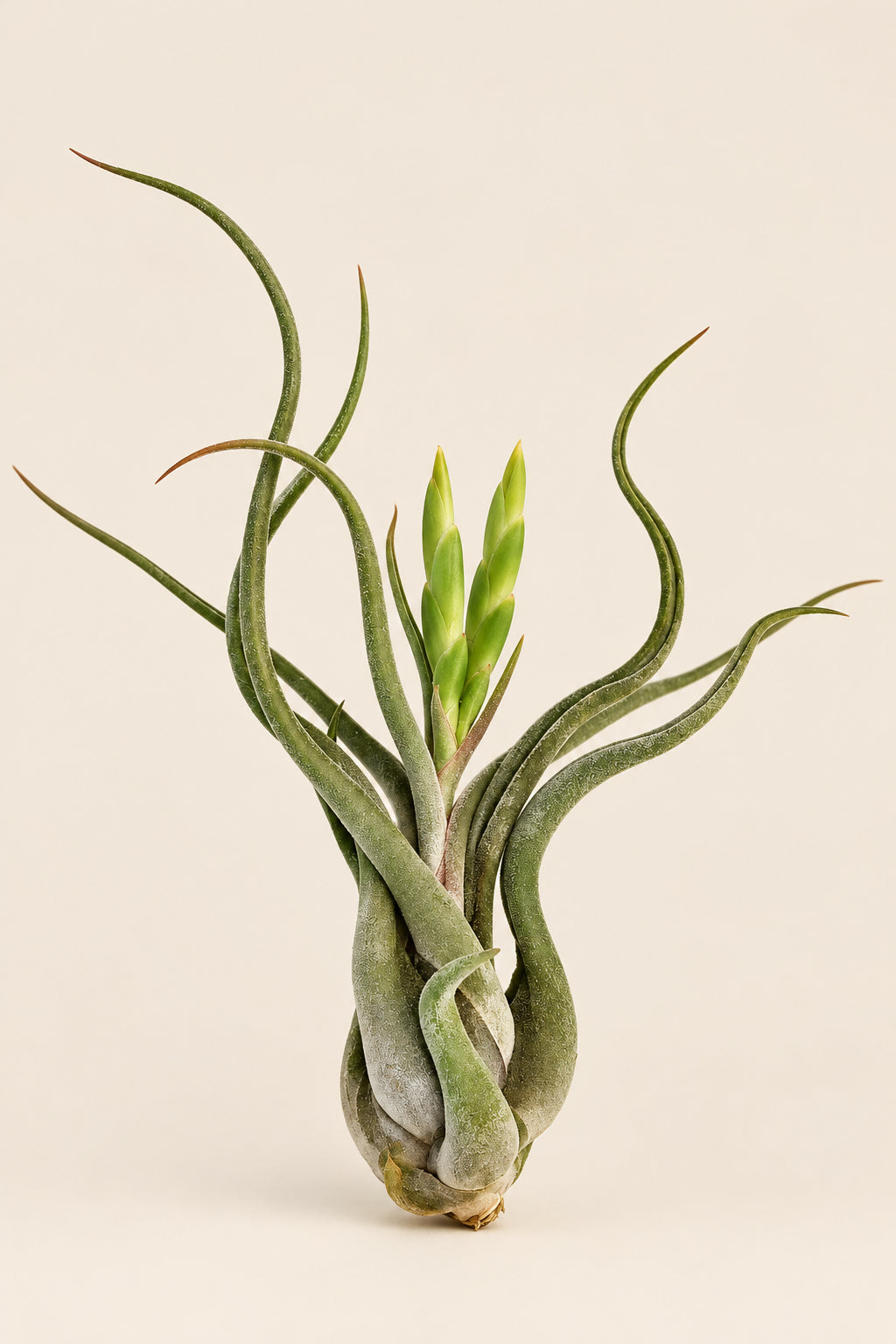 Air Plant