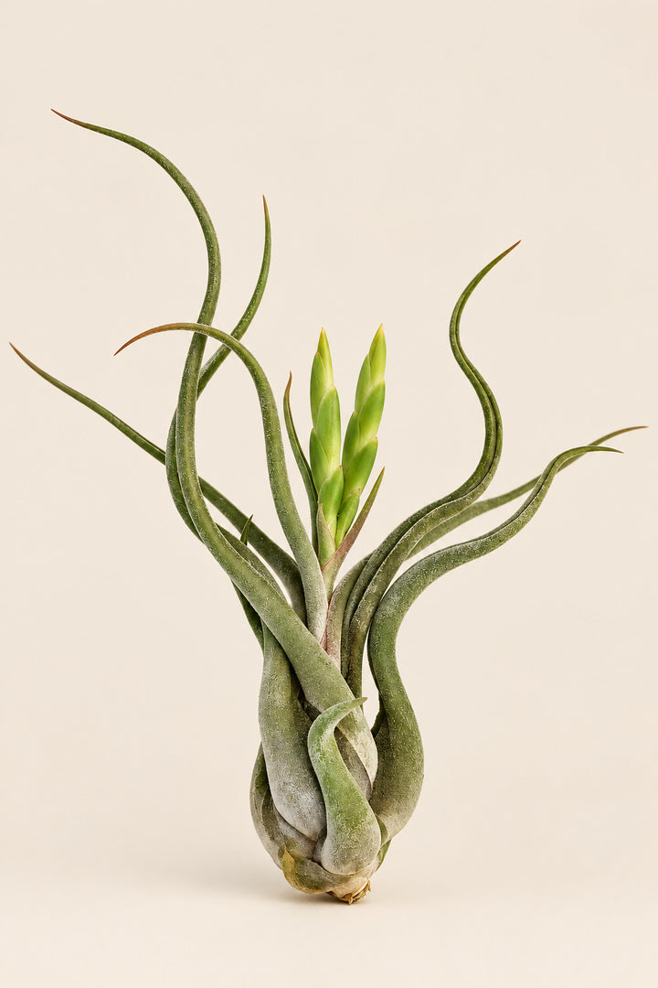 Air Plant