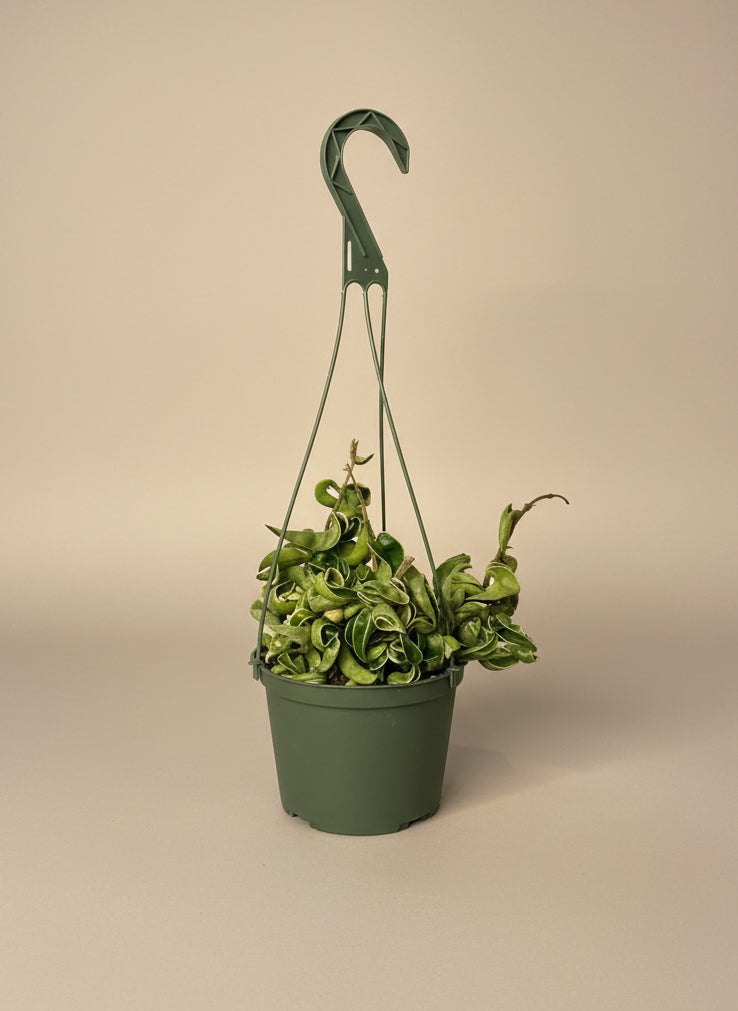 Hoya Hindu Rope