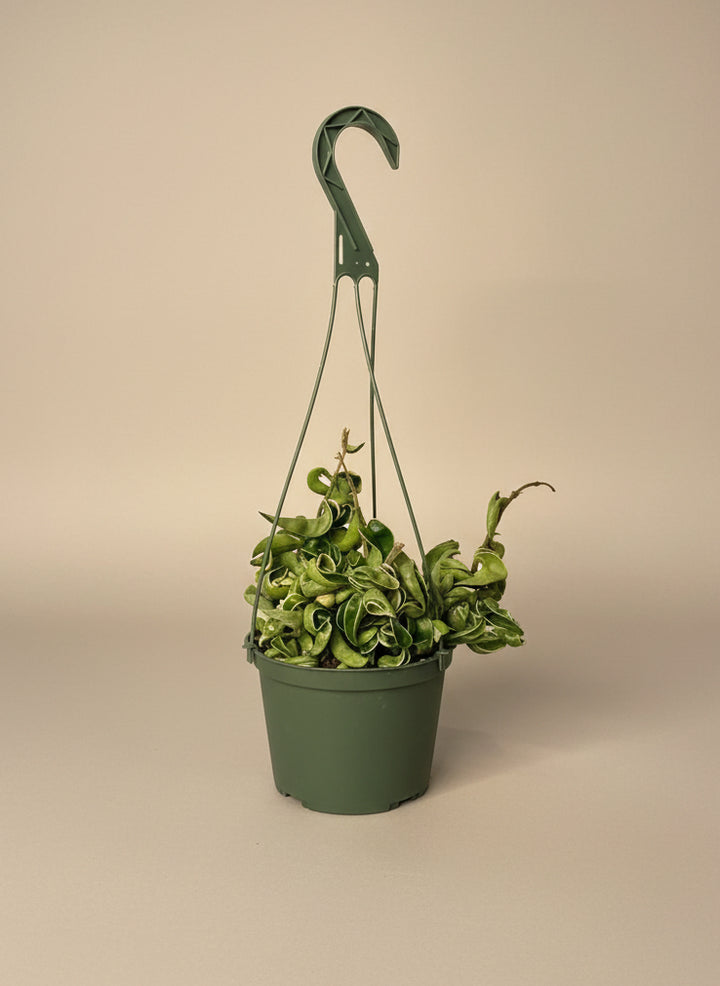 Hoya Hindu Rope