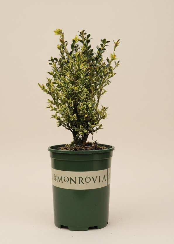 Variegated English Boxwood