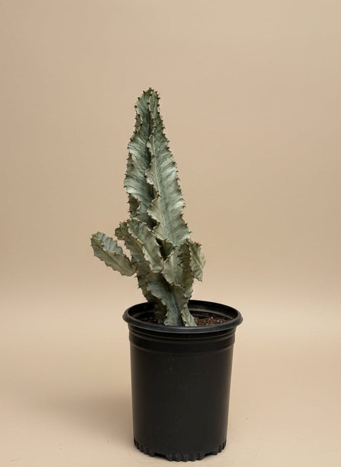 Euphorbia Ammak (Variegated)