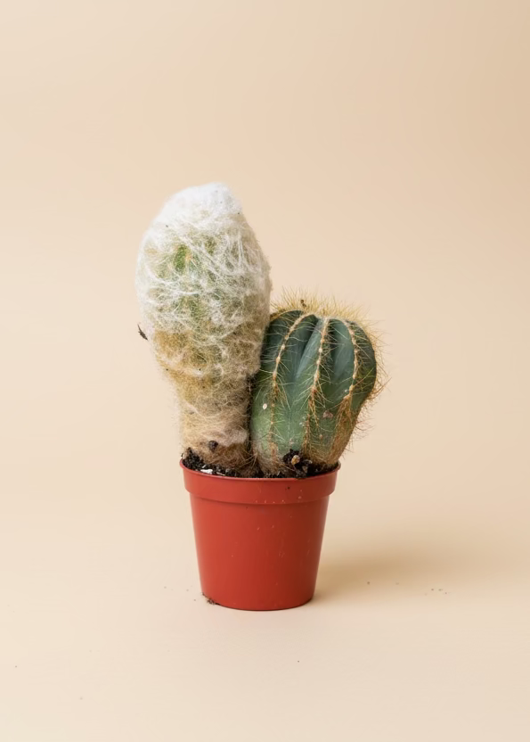 Cactus Garden