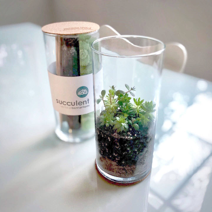 Succulent Terrarium