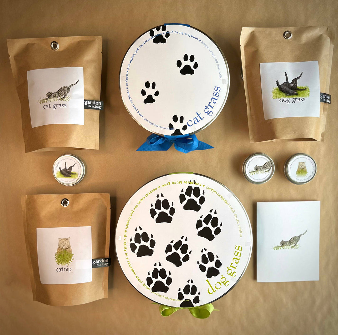 Garden in a Bag - Dog Grass