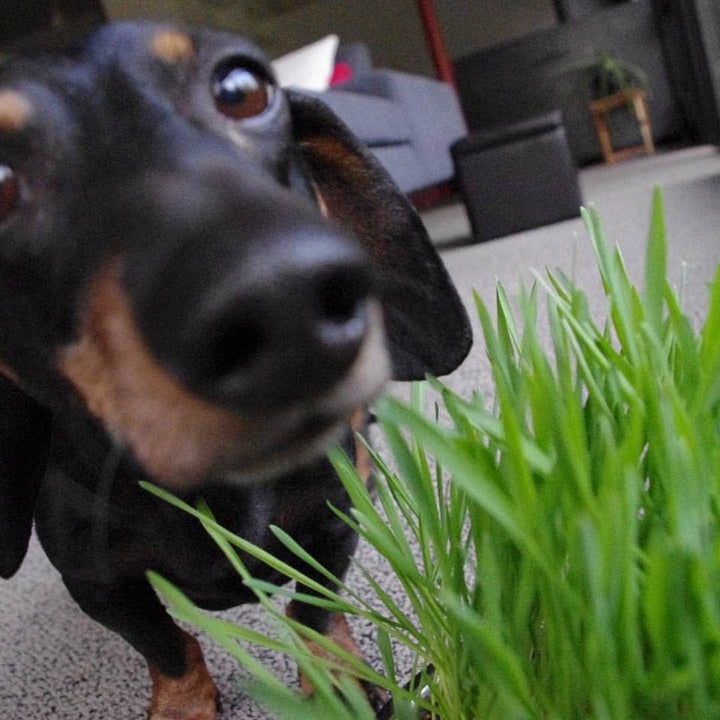 Garden in a Bag - Dog Grass