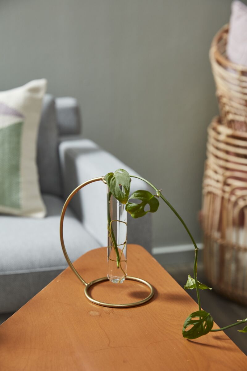 Gold Propagation Stand