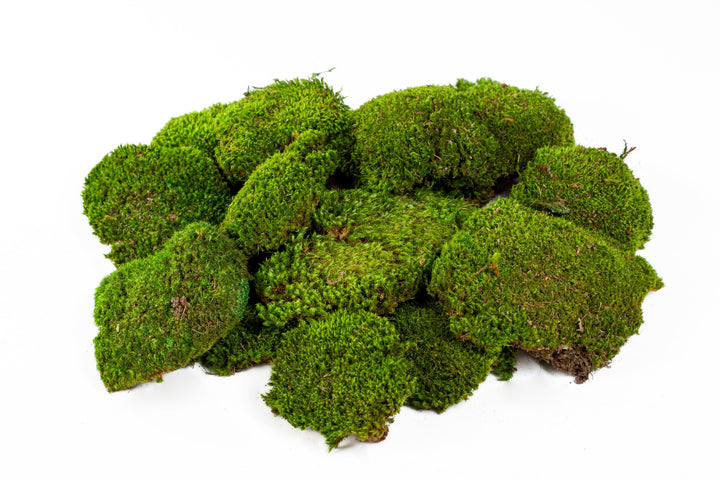 Mood Moss (Installation)