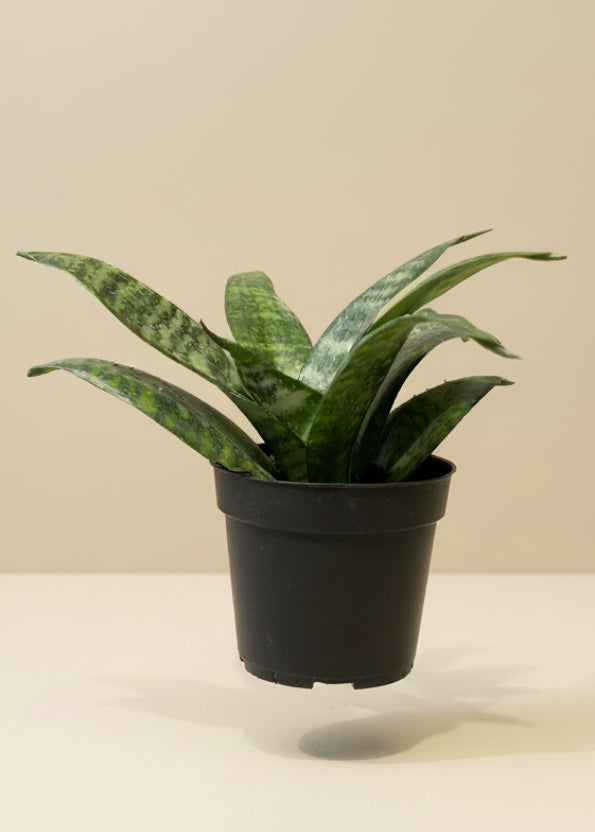 Snake Plant