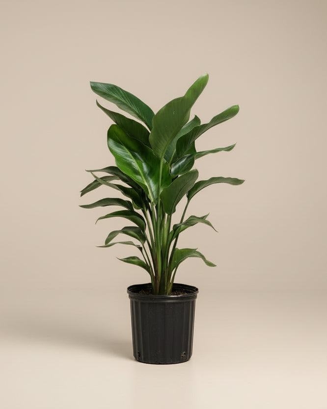 Bird of Paradise