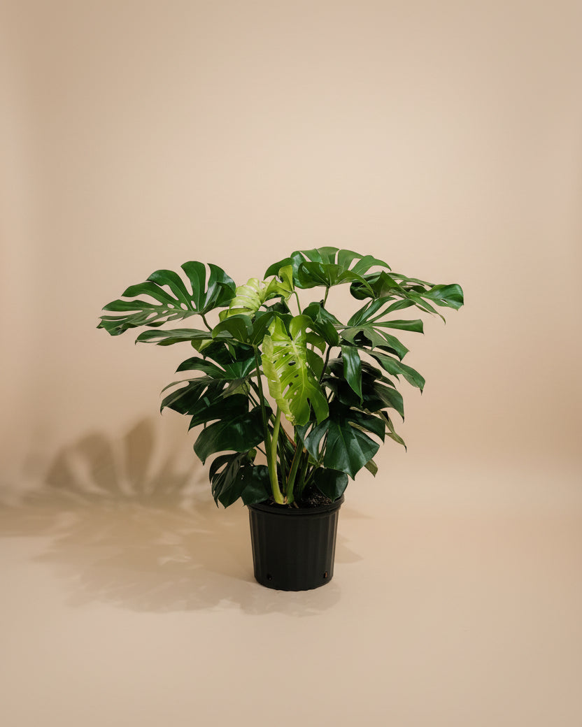 Monstera Deliciosa