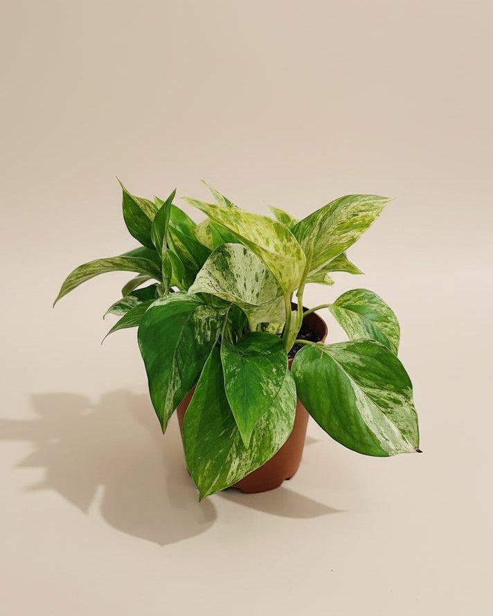 Marble Queen Pothos