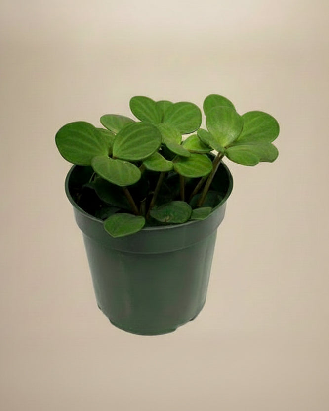 Peperomia