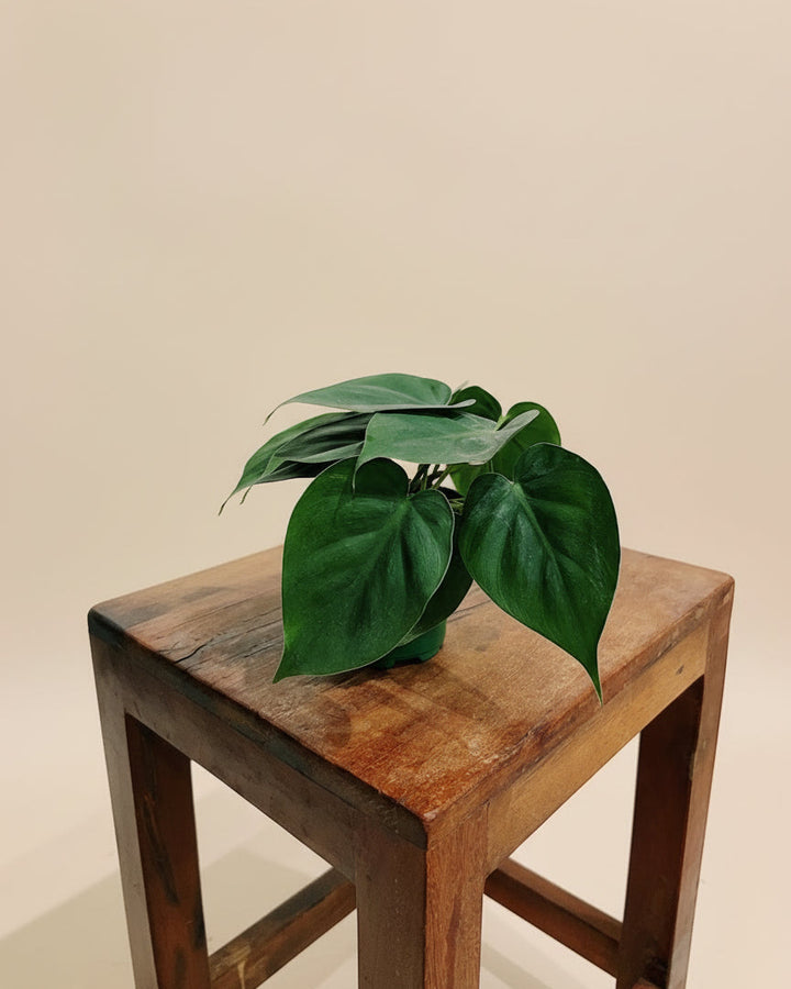 Philodendron Cordatum