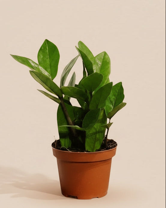 ZZ Plant