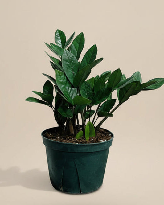 ZZ Plant