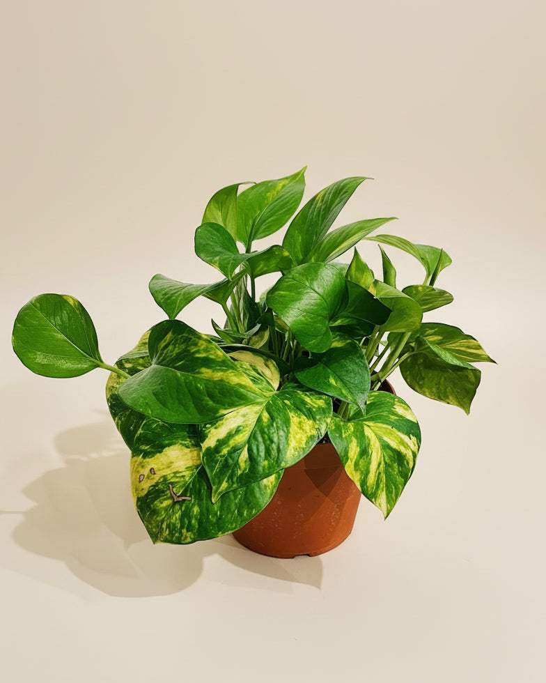 Golden Pothos