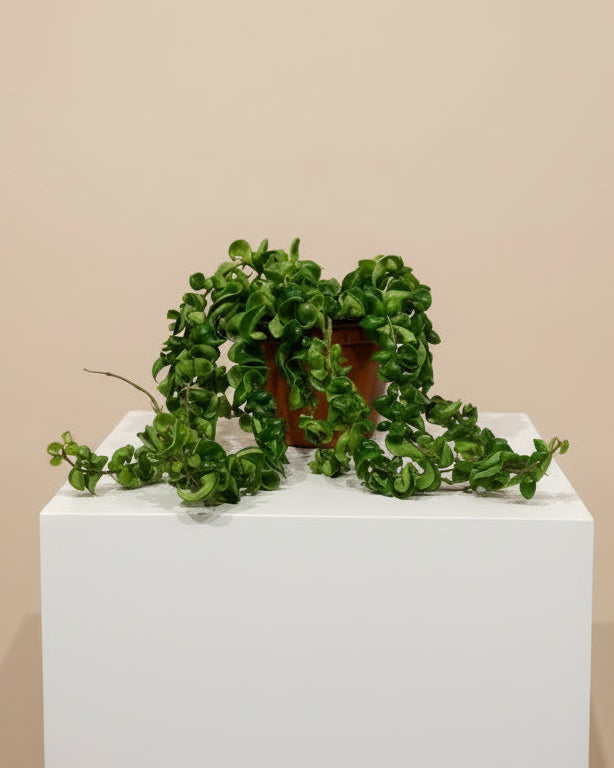 Hoya Hindu Rope