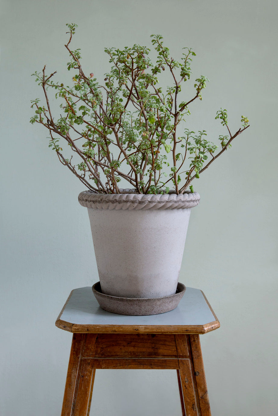 Bergs Roman Pot
