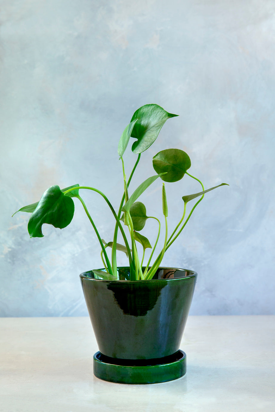 Bergs Simple Pot
