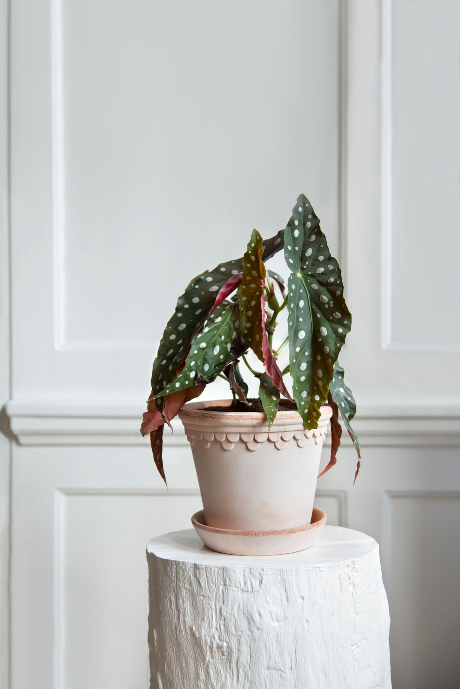 Bergs Double Scallop Pot