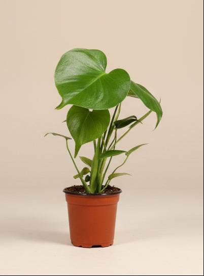 Monstera Deliciosa