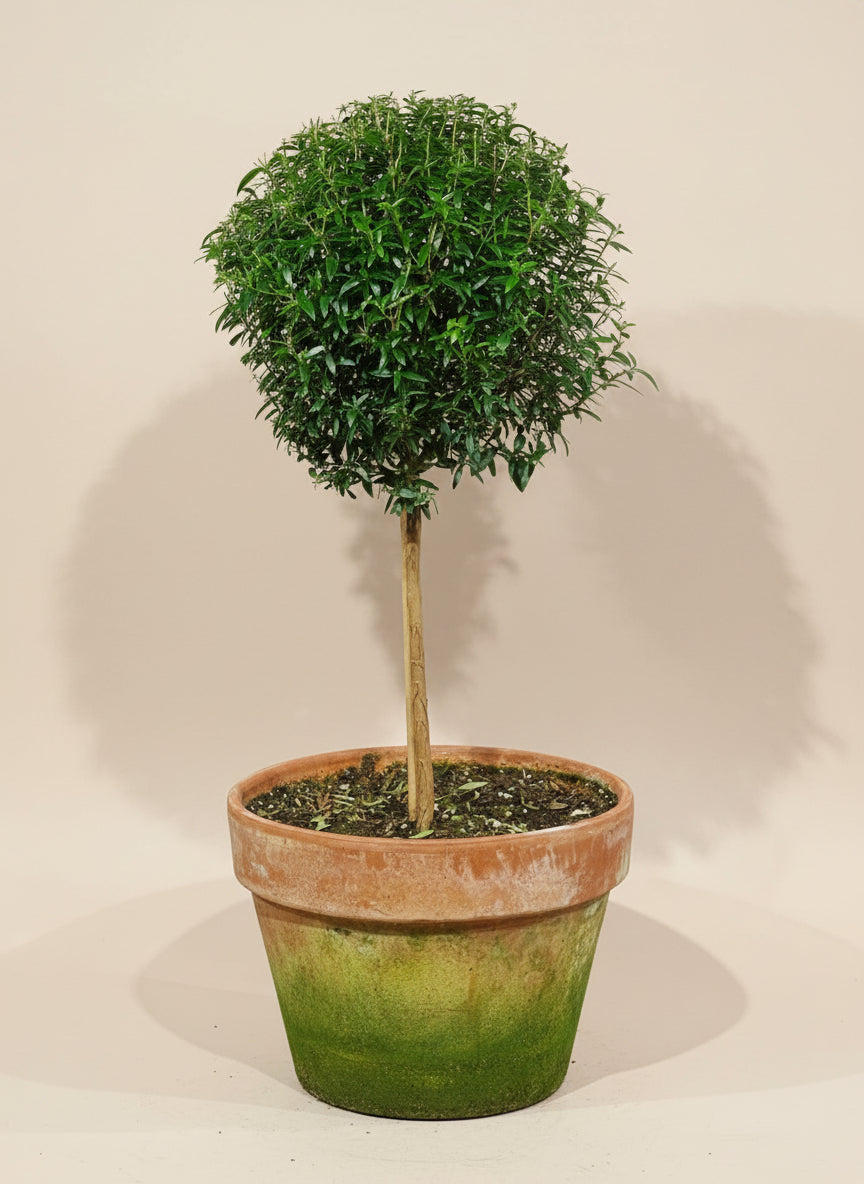 Myrtle Topirary