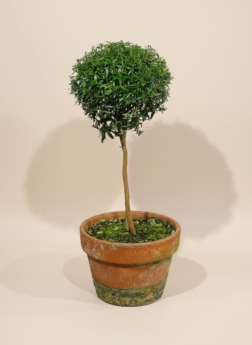Myrtle Topirary