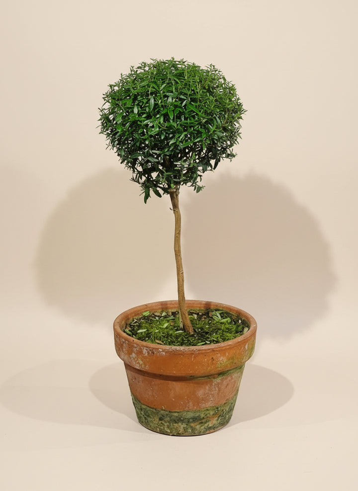 Myrtle Topirary