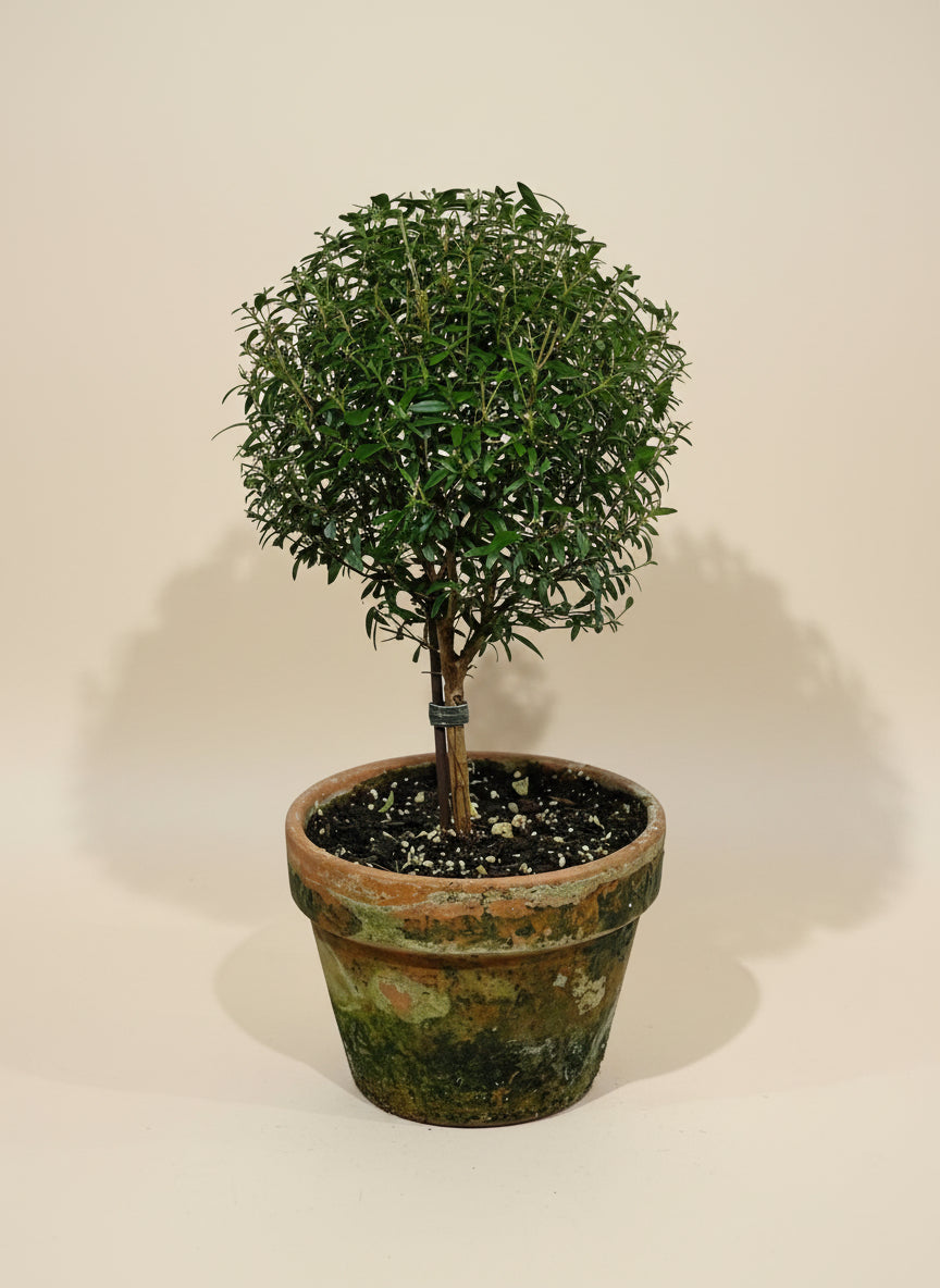 Myrtle Topirary