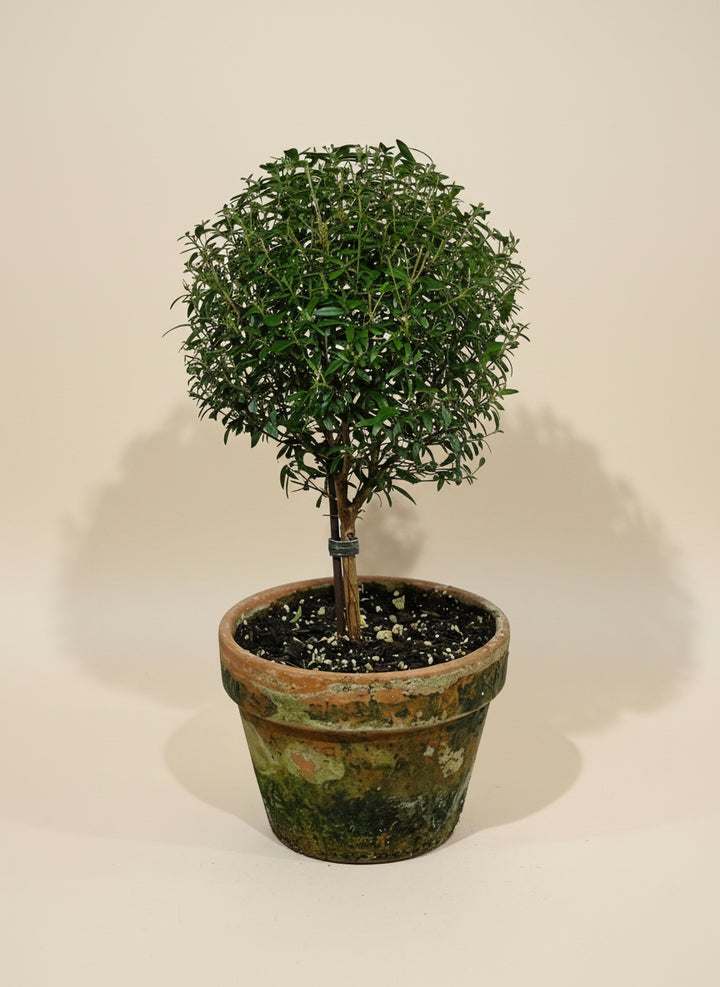 Myrtle Topirary