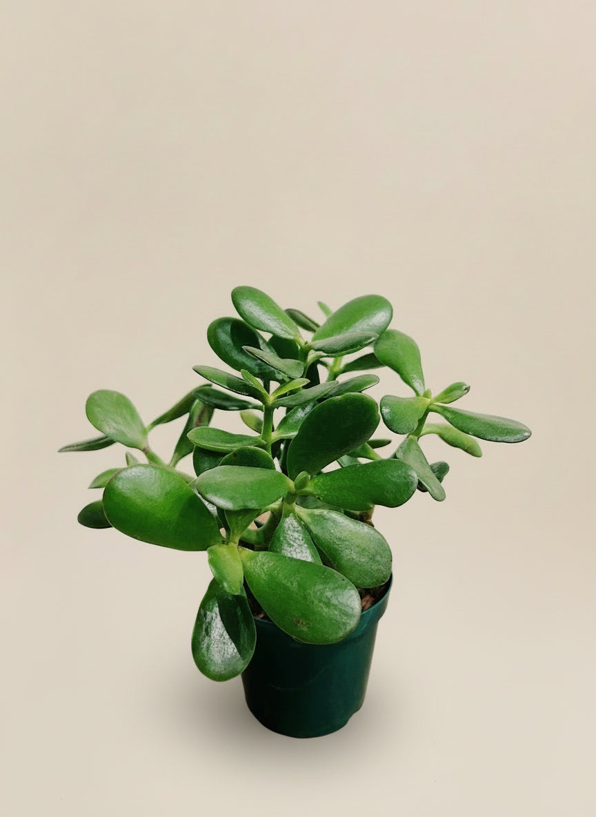 Jade Plant