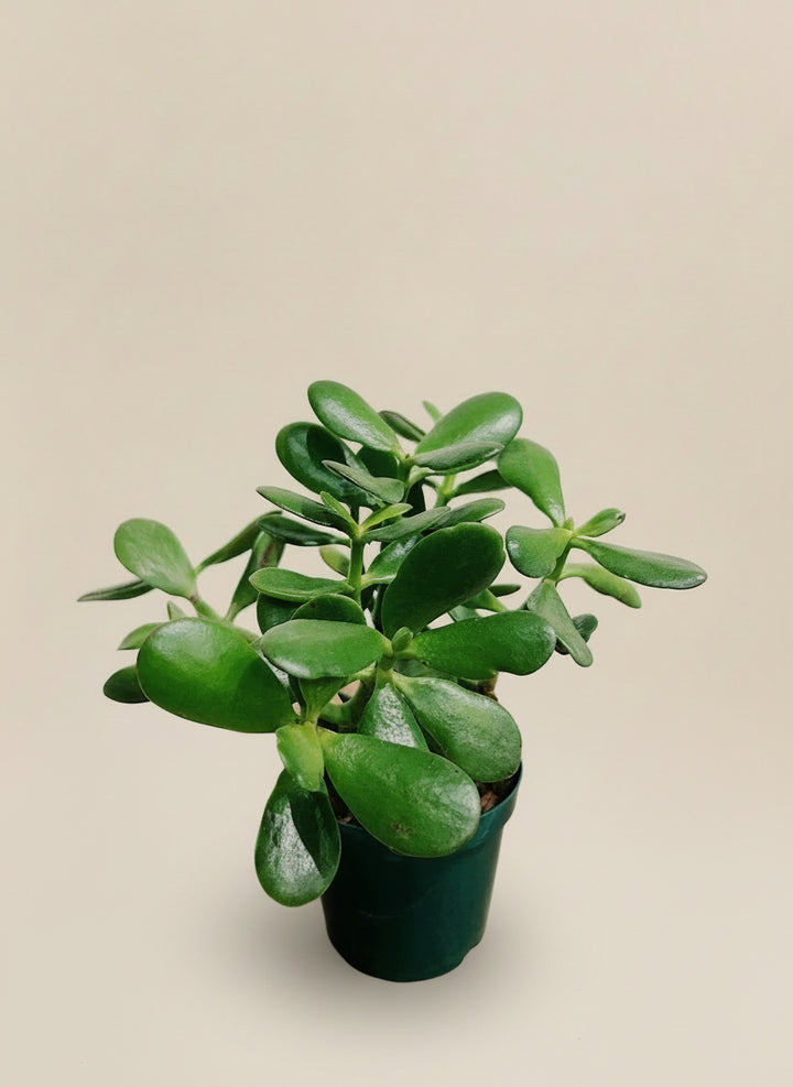 Jade Plant