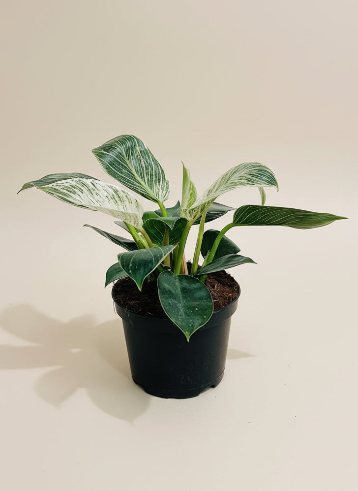 Philodendron Birkin