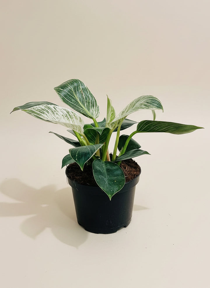 Philodendron Birkin