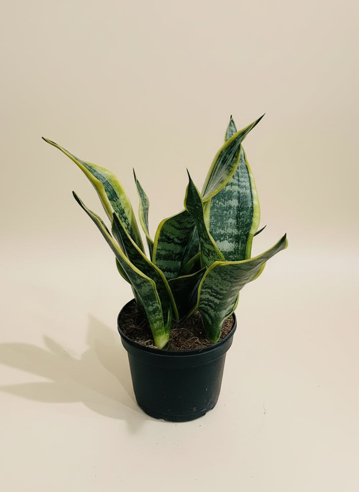Snake Plant