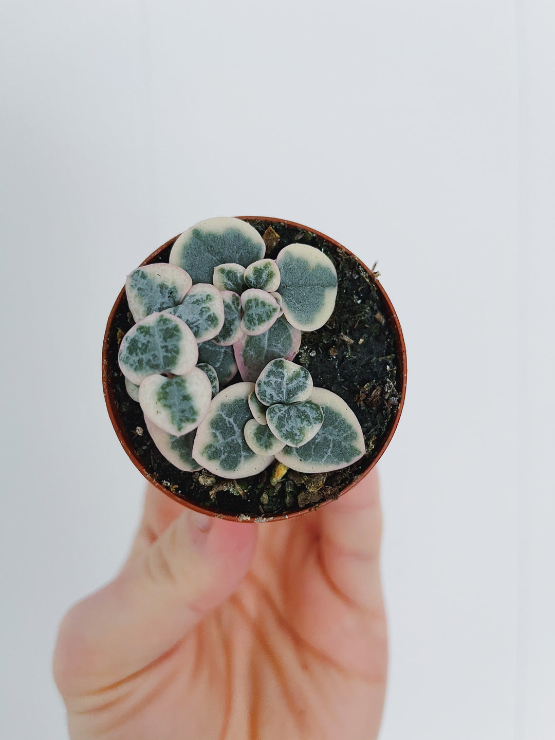 Variegated String of Hearts