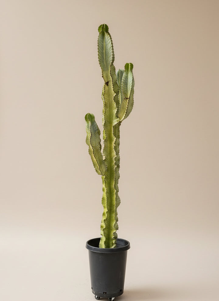 Euphorbia Ammak (Variegated)